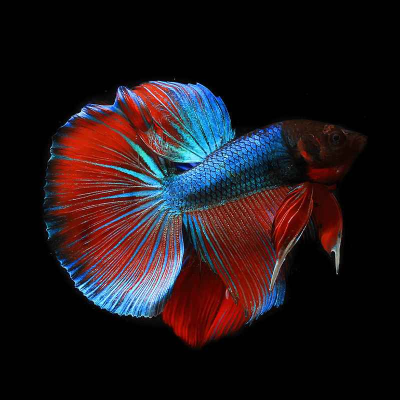 Photo of a beta fish