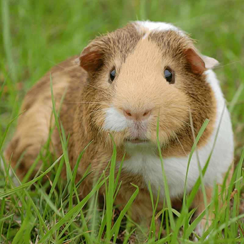 Photo of a guinea pig