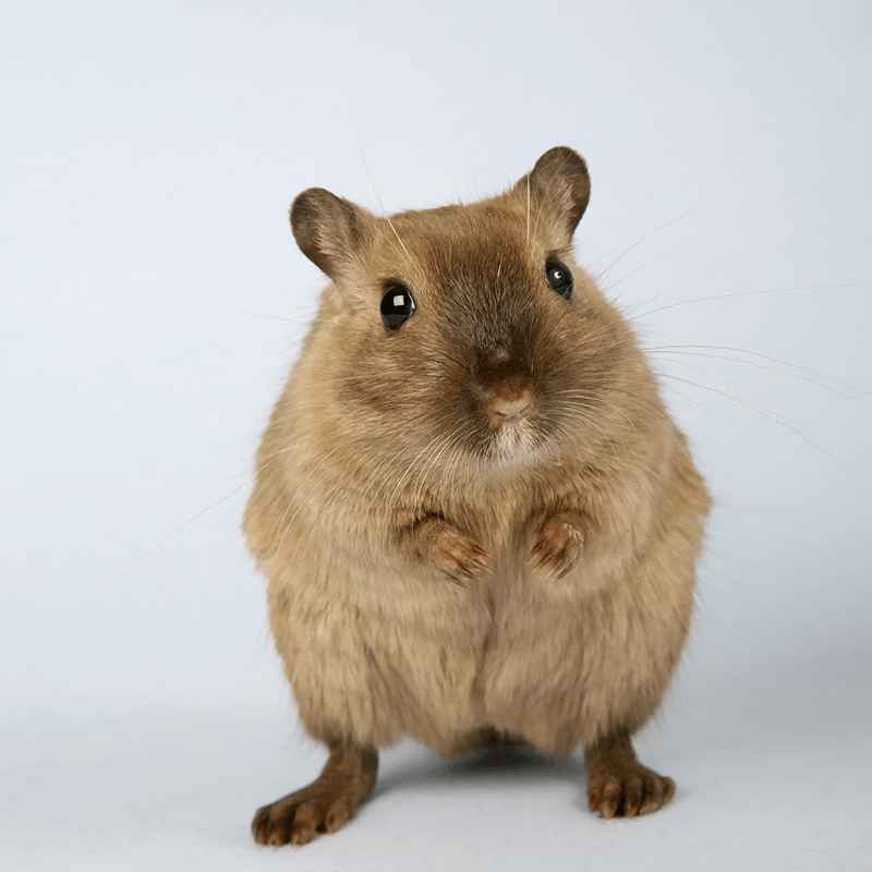 Photo of a hamster