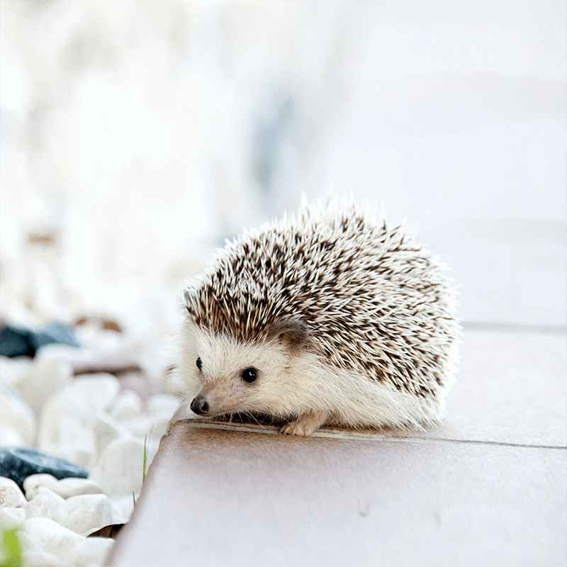 Photo of Hedgehog