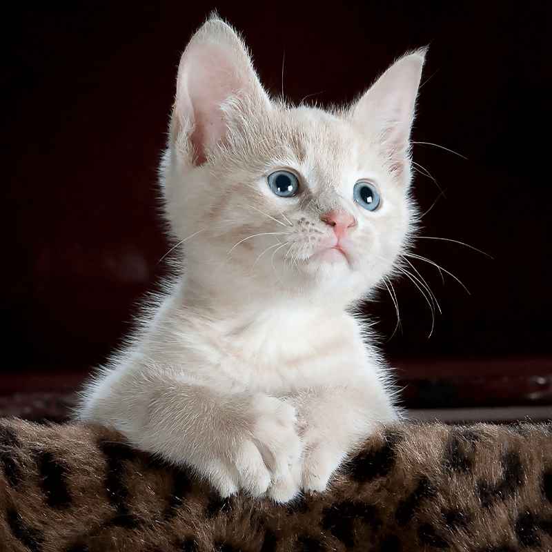 Photo of a kitten