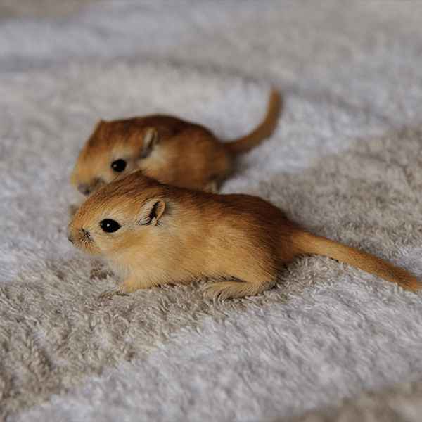 Photo of Two Gerbils