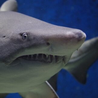 Sharks in the Bahamas